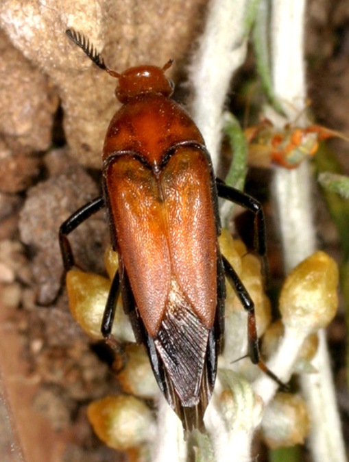 Macrosiagon ferrugineum, stranissimo coleott. Rhipiphoridae